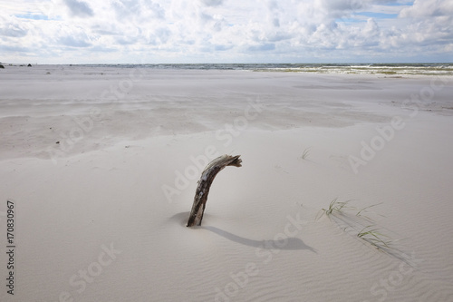 driftwood stuck on the beach