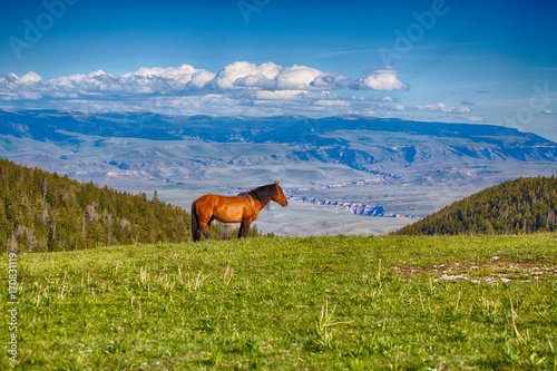 Fototapeta Naklejka Na Ścianę i Meble -  Pryon Mountain Mustangs