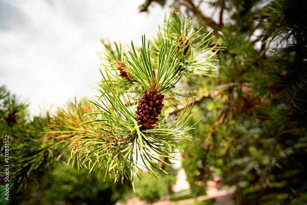 Fir cone on a branch in the sunlight, close Fir cone on a branch in the sunlight, close