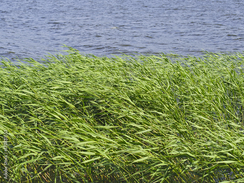 Green reeds growing by the sea. Natural background.