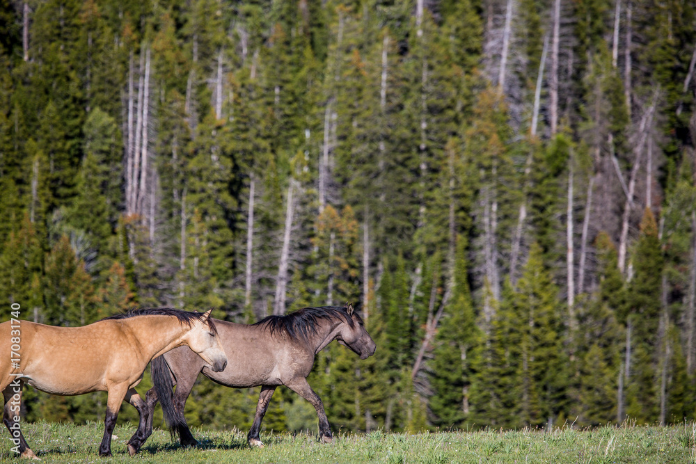 Pryon Mountain Mustangs Pryon Mountain Mustangs