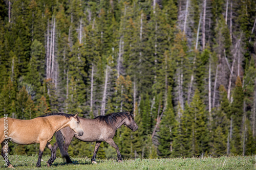 Pryon Mountain Mustangs