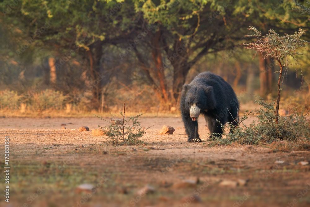 Isolated, wild sloth bear, Melursus ursinus in natural environment of dry forest. Insect eating bear with long claws walking directly at camera in beautiful light. Ranthambore national park, India.