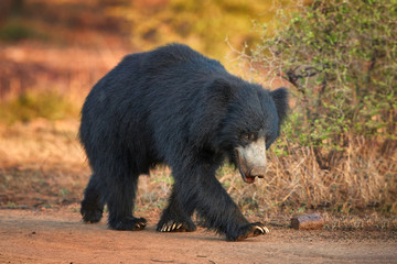 Close up, isolated, wild sloth bear, Melursus ursinus, on dusty road in Ranthambore national park, India. Insect eating bear with long claws walking along the camera, wildlife photography.