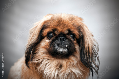 A portrait of a Pekingese dog