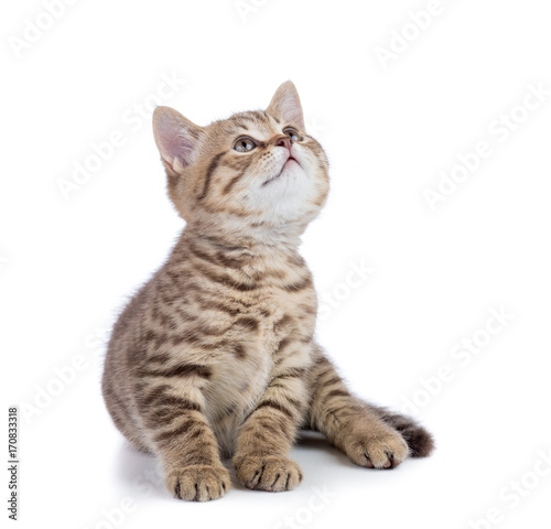 Sitting cat looking up isolated