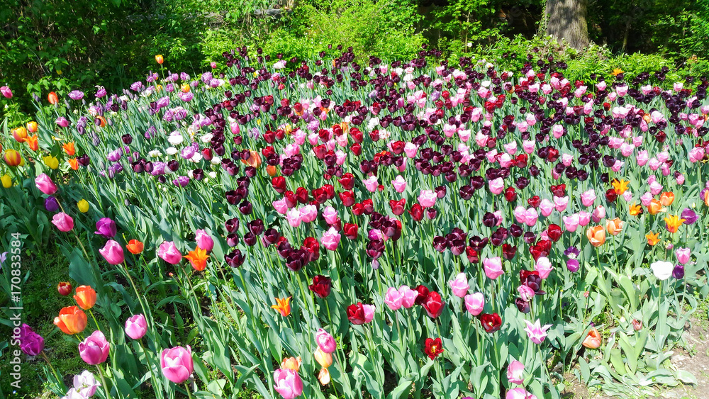 colored tulips outdoor nature parks