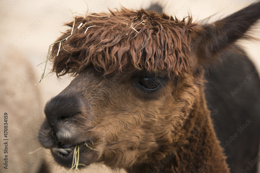 Fototapeta premium alpaca