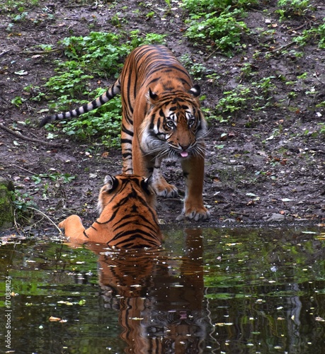 Bengalische Tiger in einem zoologischen Garten, Pantheras Tigris photo