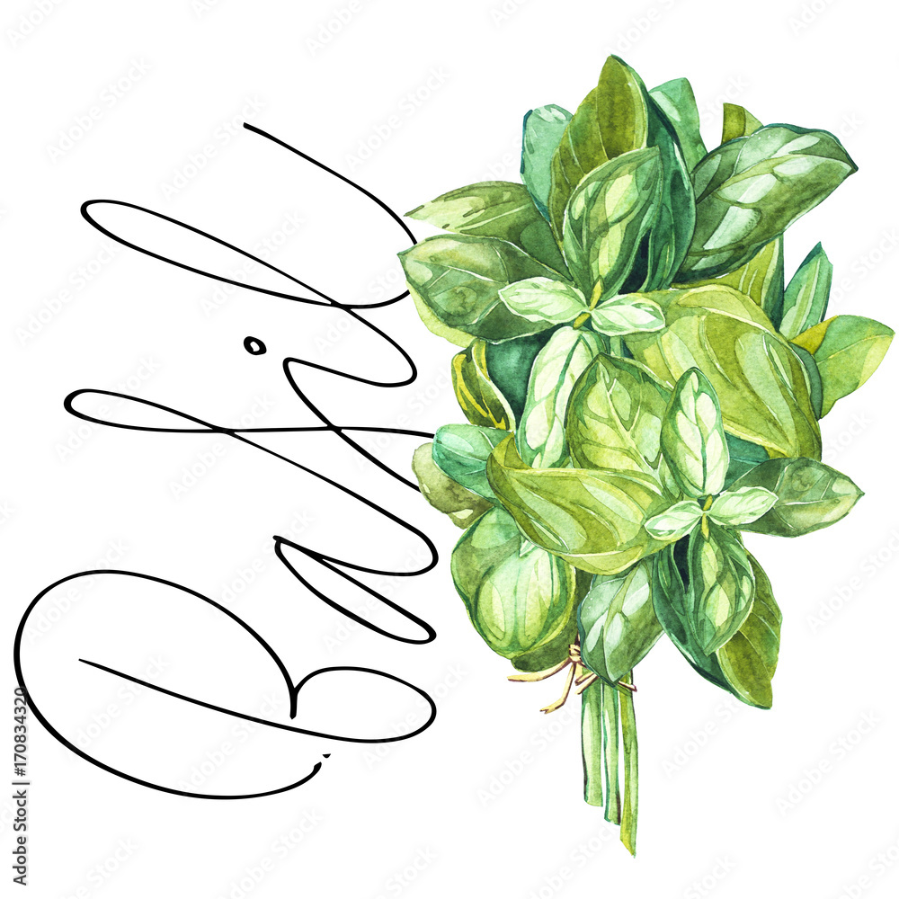 Basil. Botanical drawing of a basil leaver. Watercolor beautiful ...