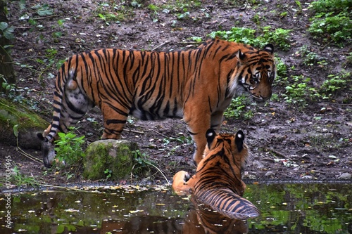 Bengalische Tiger in einem zoologischen Garten, Pantheras Tigris photo