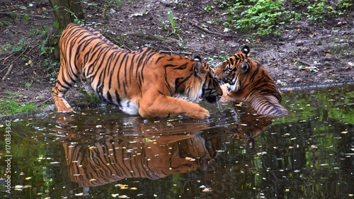 Bengalische Tiger in einem zoologischen Garten, Pantheras Tigris