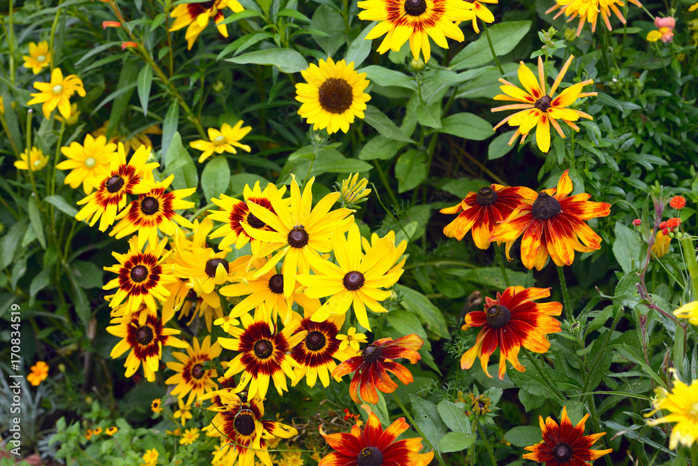 Red Yellow Rudbeckia flower in a garden Red Yellow Rudbeckia flower in a garden