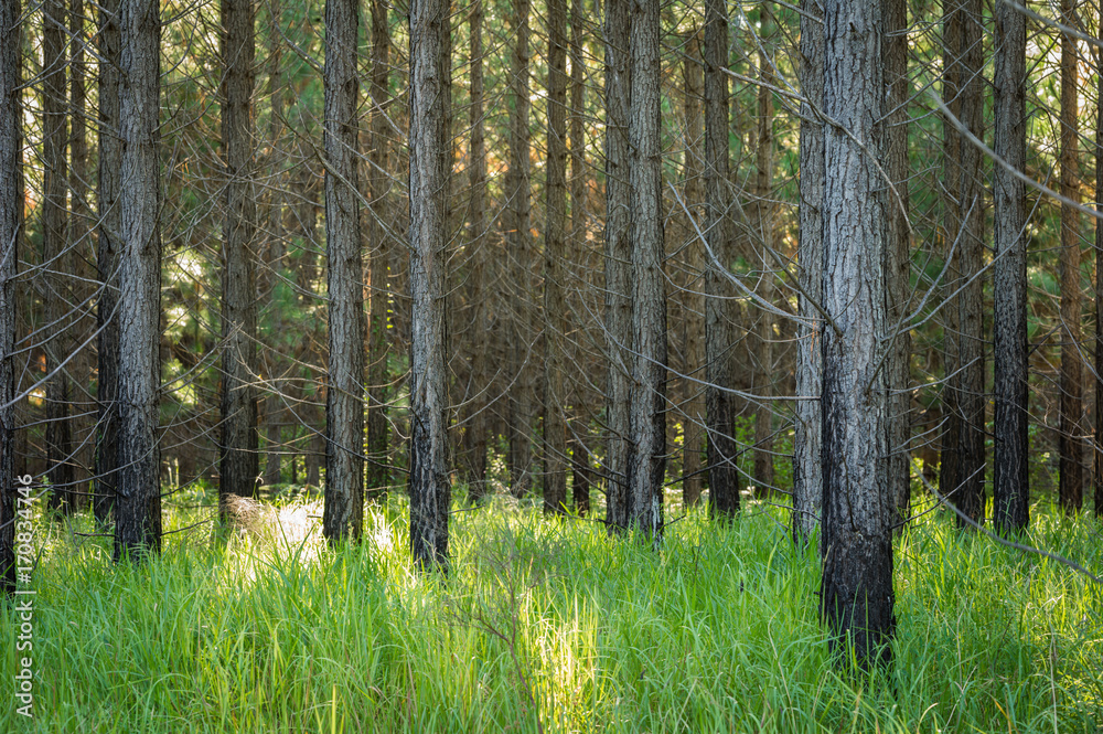 Fototapeta premium forestry plantations