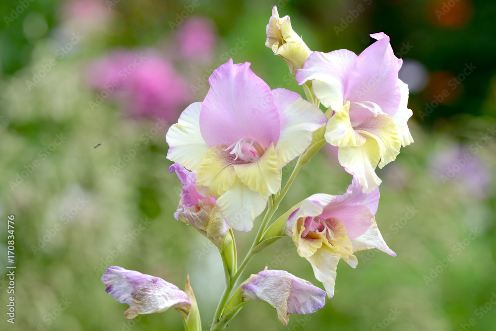 Obraz premium Beautiful blooming yellow iris flower