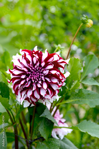 Fototapeta Naklejka Na Ścianę i Meble -  Dahlia flower growing in the garden