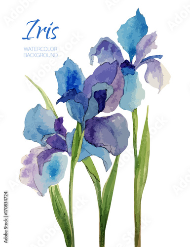 Vintage hand made watercolor vector flower. Iris. Romantic illustration. Wedding background. Natural design logo for flowers shop. Wedding invitation card