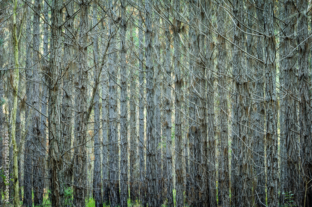 Fototapeta premium burning operations, forestry plantations