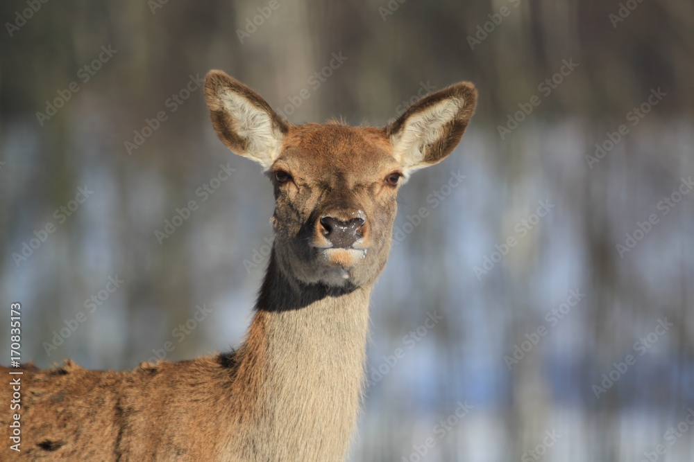 portrait of a doe in a winter landscape. Doe in nature habitat.Cervus elaphus. portrait of a doe in a winter landscape. Doe in nature habitat.Cervus elaphus.