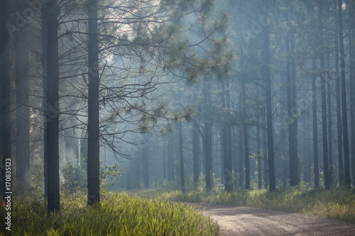 Fototapet burning operations, forestry plantations