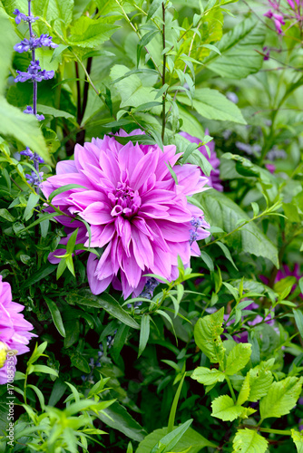 Fototapeta Naklejka Na Ścianę i Meble -  Pink dahlia flower  blooming in the garden