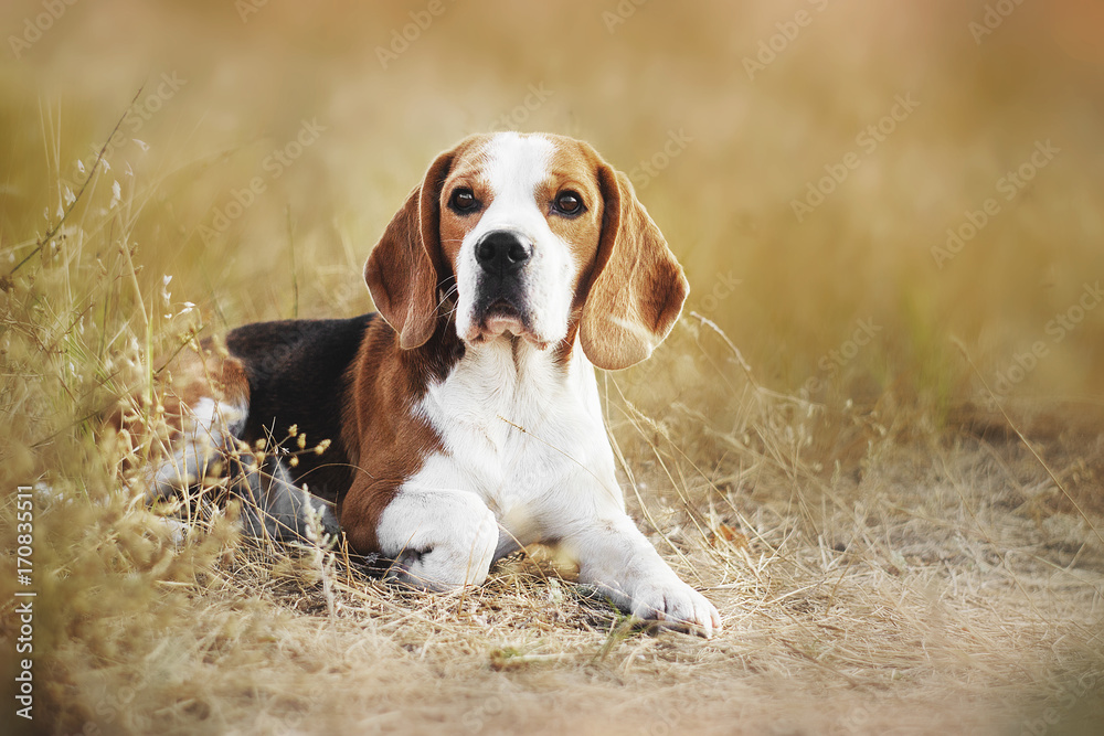 beauty beagle portrait