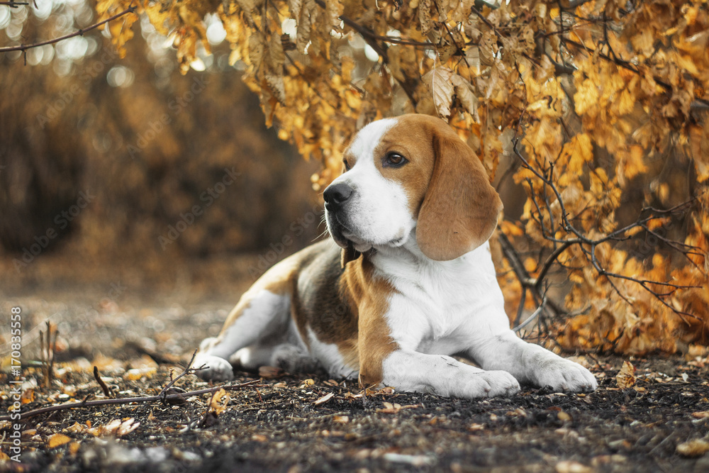 beauty beagle portrait