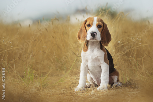 Tapety artystyczne funny beagle puppy 