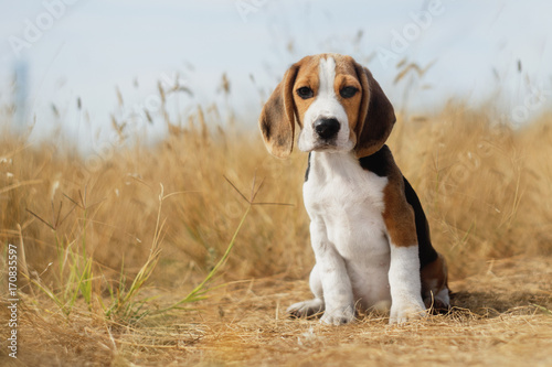 funny beagle puppy  photo
