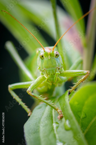 Long-horned Orthopterans insects © denisveselyxx
