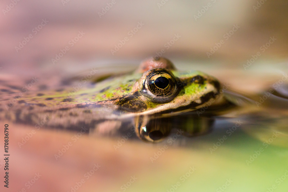 Green frog macro