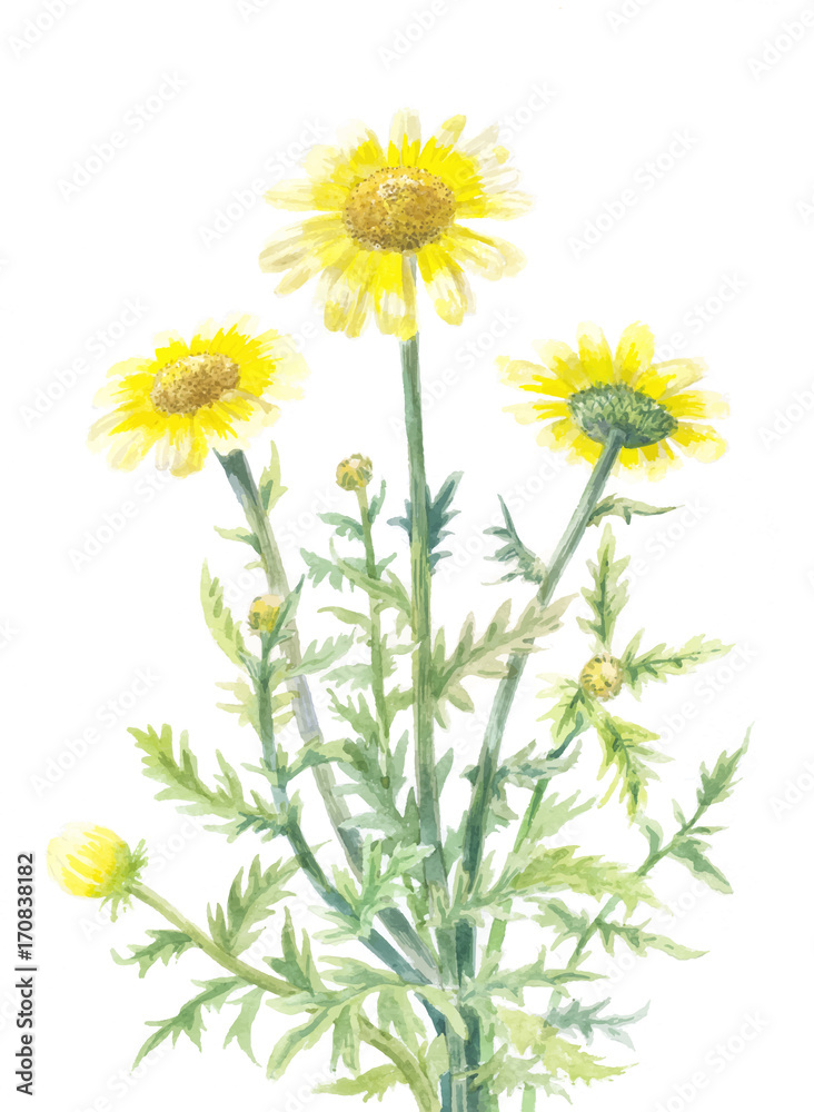 Naklejka yellow daisies watercolor vector illustration.eps