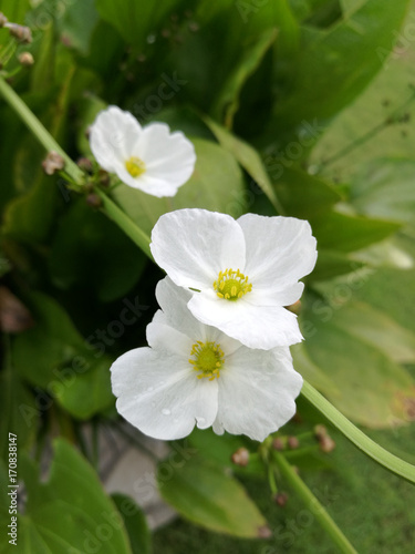 Beautiful white flowers closeup