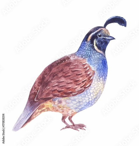 Fototapeta quail watercolor vector illustration