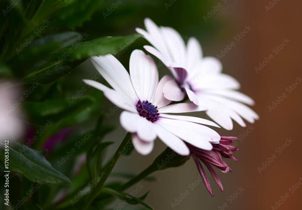 Blumen Blumen