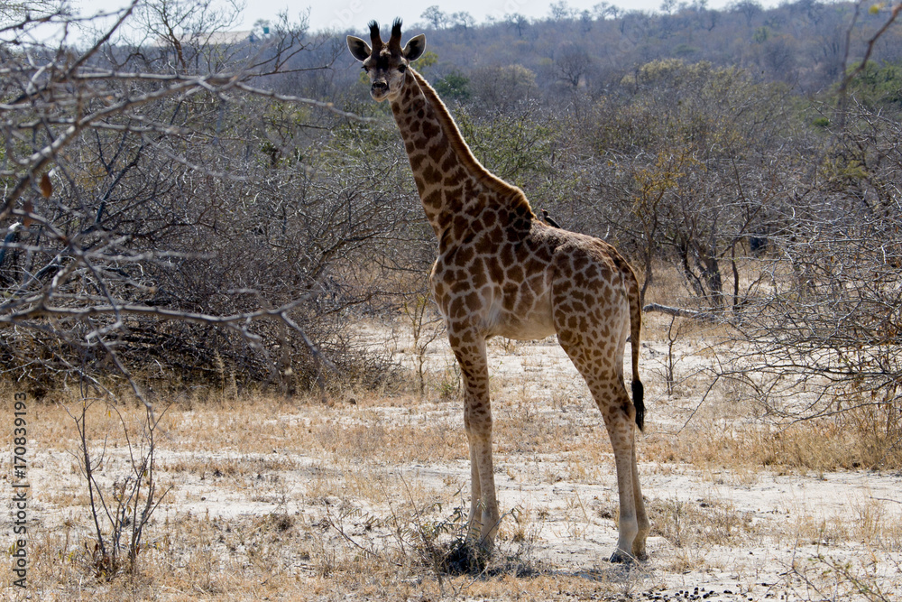 Obraz premium Giraffe Südafrika