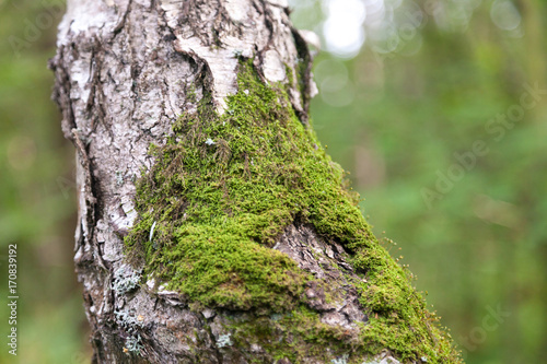 Close up of Moss on tree. Nature life background with blurred background photo
