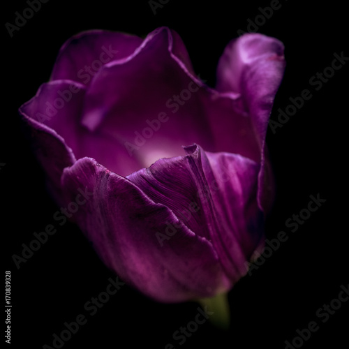 purple tulip against a black background