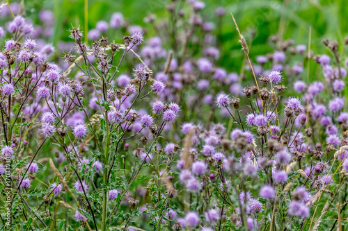Purple wildflowers blooming