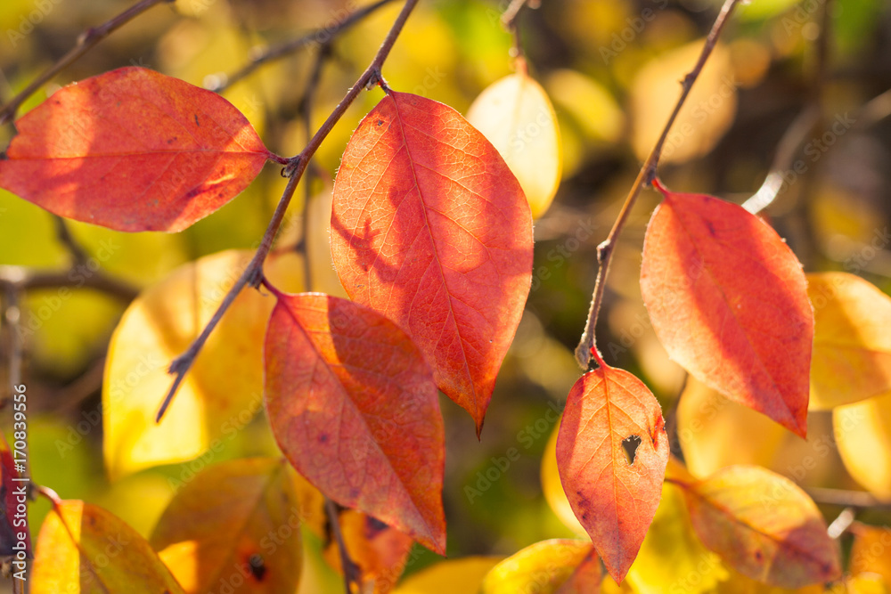 Autumn background. Close-up bright sunlit red and yellow leaves.