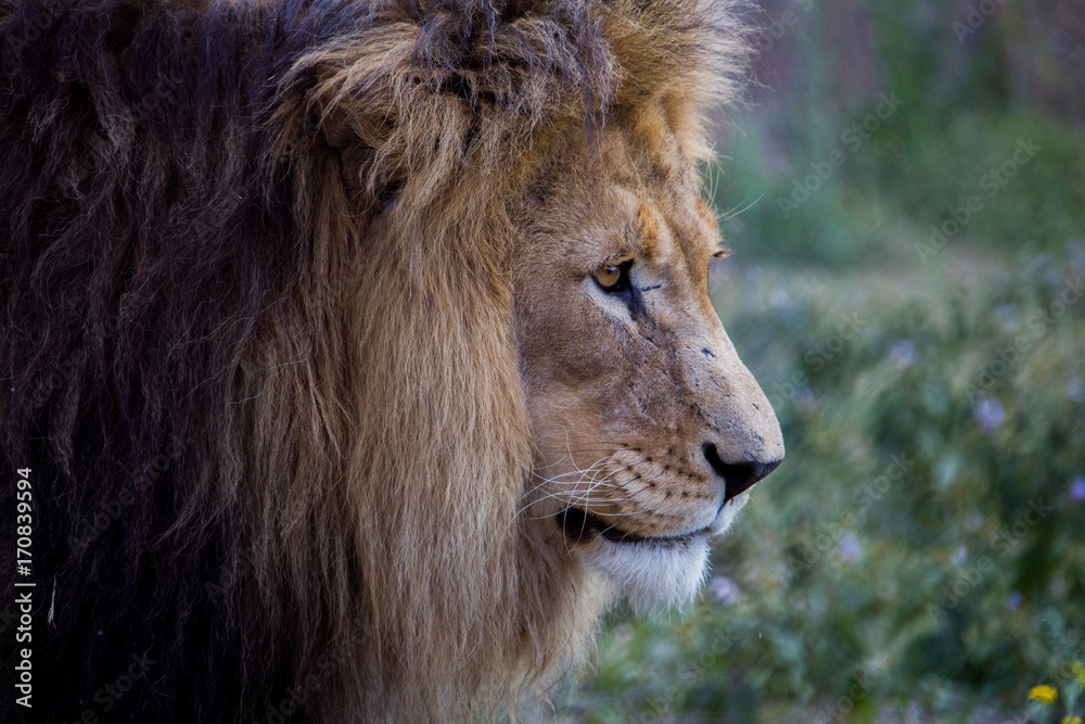 Löwe Südafrika
