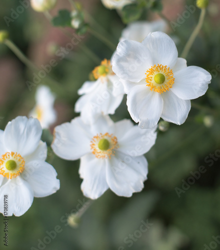 White flower Anemone
