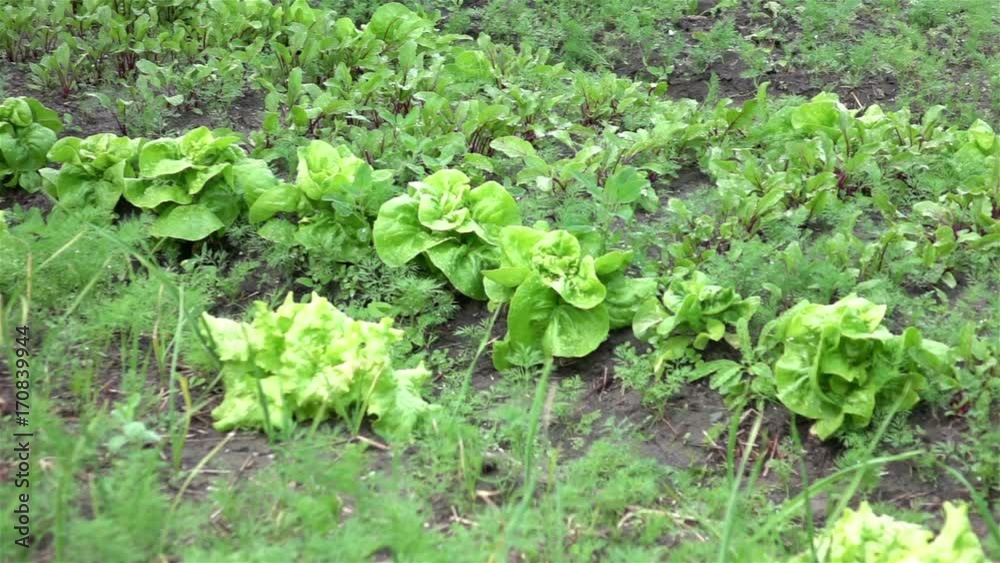 High quality video of vegetable plot in real 1080p slow motion 250fps High quality video of vegetable plot in real 1080p slow motion 250fps