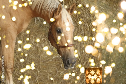 Weihnachtsmotiv: Pferd betrachtet fasziniert eine Kerze photo