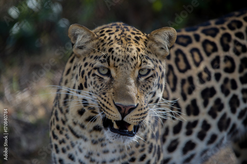 Leopard S  dafrika