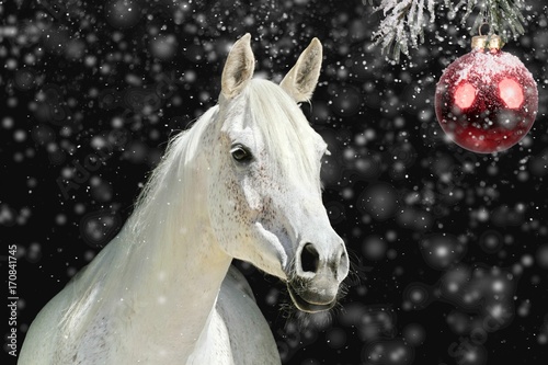 Weisses Pferd vor Weihnachtskugel © Petra Eckerl
