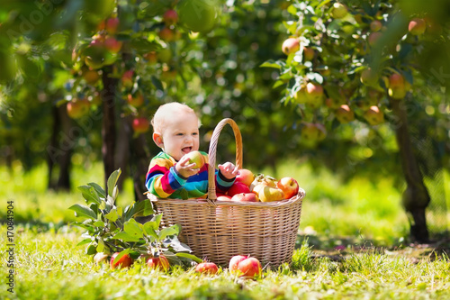 Baby in apple basket in autumn fruit orchard