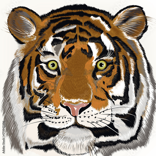 Fototapeta Naklejka Na Ścianę i Meble -  Illustration with hand drawn tiger