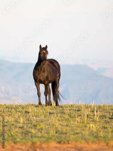 Pryon Mountain Mustangs © garytog