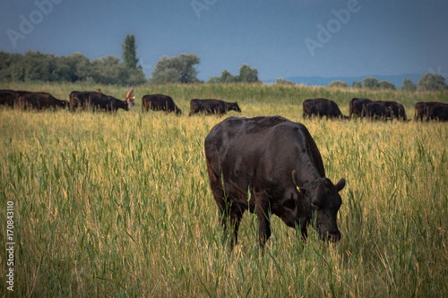 Fototapeta Naklejka Na Ścianę i Meble -  Bull in the wilderness